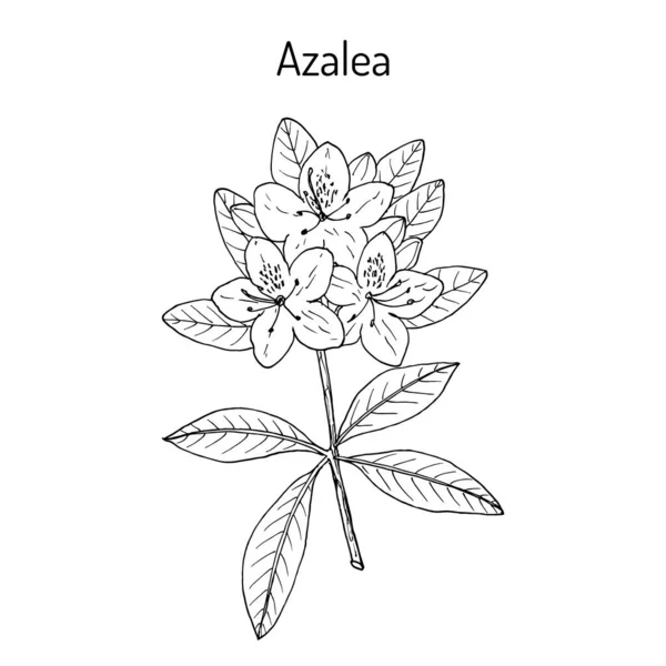 Azalea Rhododendron obtusum, planta ornamental e medicinal — Vetor de Stock