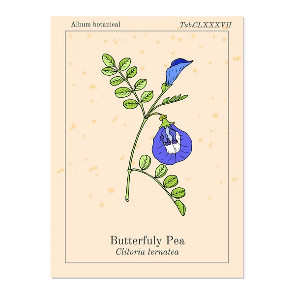 Motyl pea litoria ternatea, lub winorośl niebieska, rośliny lecznicze — Wektor stockowy