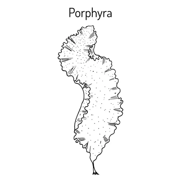 Porphyra purpurea, algas comestibles — Vector de stock
