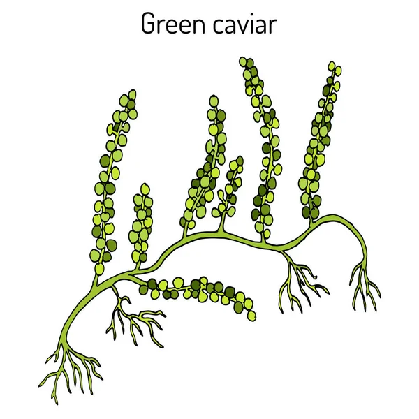 Uvas marinas o caviar verde Caulerpa lentillifera, algas comestibles — Vector de stock