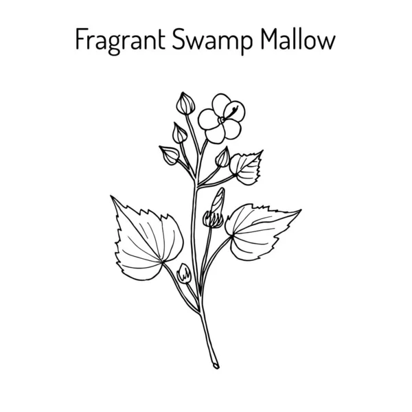 Ароматное болото Mallow Pavonia odorata, лекарственное растение — стоковый вектор