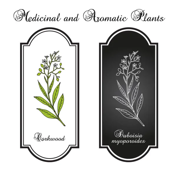 Corkwood Duboisia myoporoides, φαρμακευτικό φυτό — Διανυσματικό Αρχείο