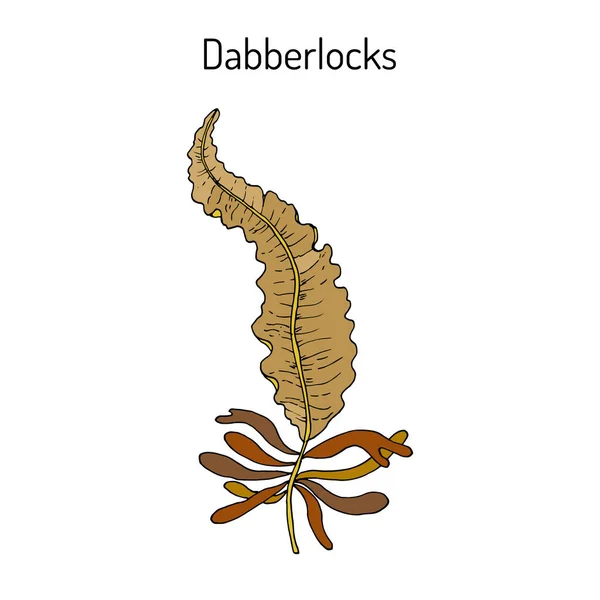 Dabberlocks Alaria esculenta, o badderlocks, algas aladas, algas comestibles — Vector de stock