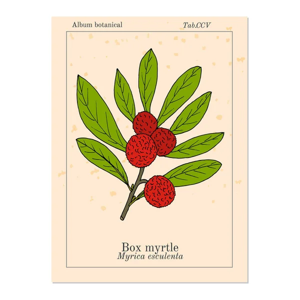 Caixa de murta, bayberry, ou kaphal Myrica esculenta, planta medicinal — Vetor de Stock