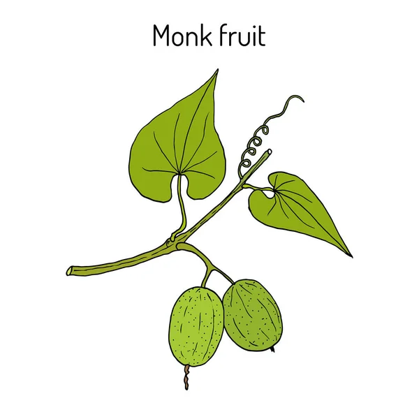 Frutas de monge ou luo han guo Siraitia grosvenorii, planta medicinal — Vetor de Stock