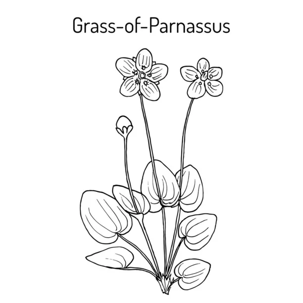 Grama de pântano de Parnassus parnassia palustris, planta medicinal — Vetor de Stock