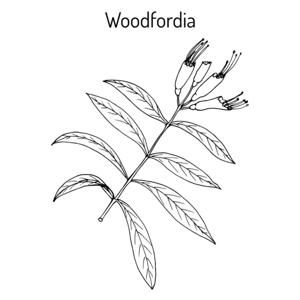 Woodfordia fruticosa, gyógynövény — Stock Vector