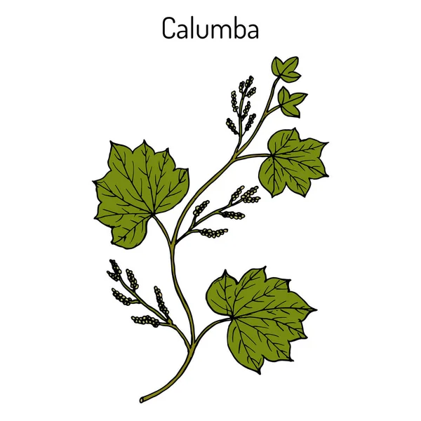 Calumba Jateorhiza palmata, planta medicinal — Vetor de Stock