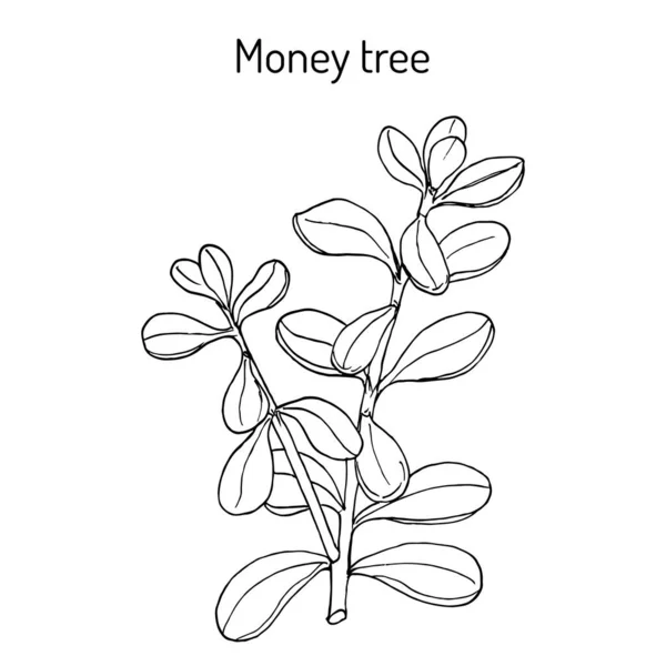 Albero dei soldi o pianta di giada Crassula portulacea, pianta medicinale — Vettoriale Stock