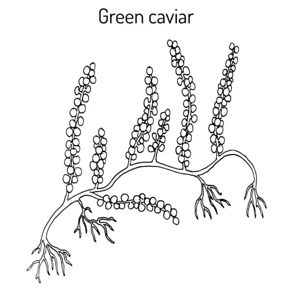 Uvas marinas o caviar verde Caulerpa lentillifera, algas comestibles — Vector de stock