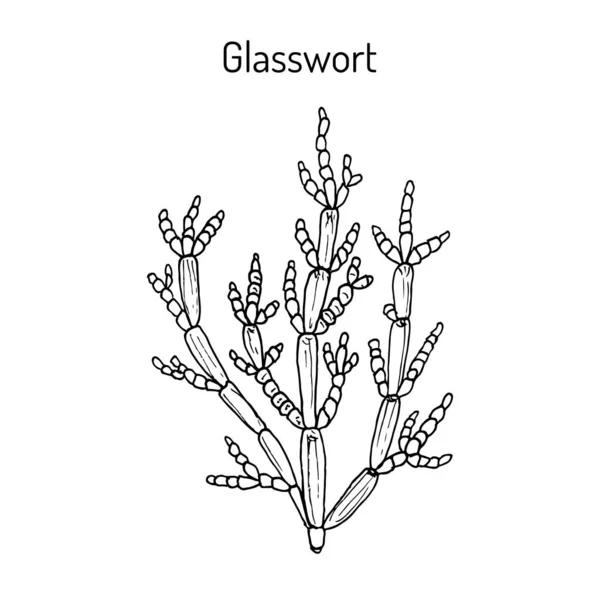 Salicorne commune Salicornia europaea, plante médicinale — Image vectorielle