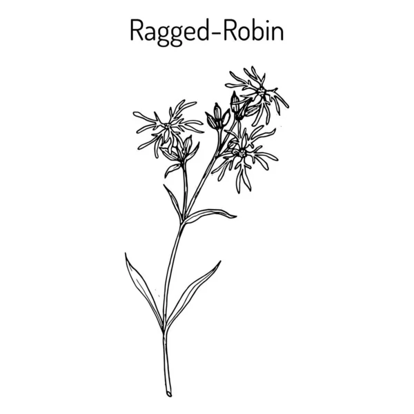 Ragged-Robin Lychnis flos-cuculi, planta medicinal — Vector de stock