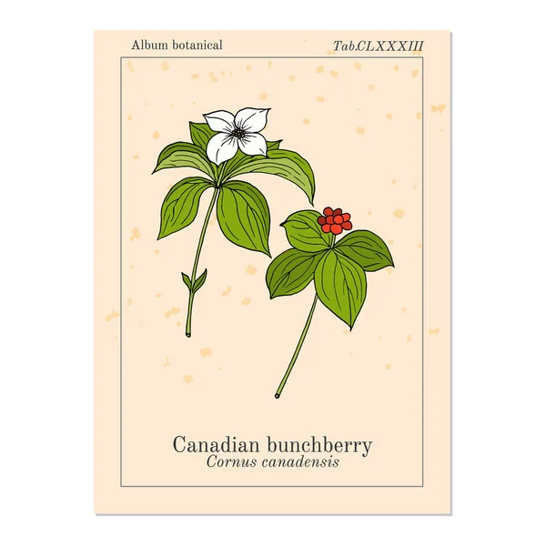 Canadensis del cornus del bunchberry canadiense, planta medicinal — Archivo Imágenes Vectoriales