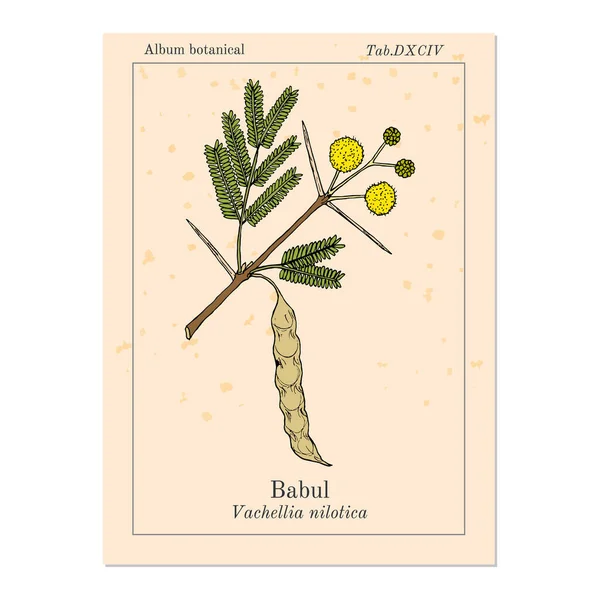 Babul Vachellia nilotica, o acacia espinosa, planta medicinal — Vector de stock