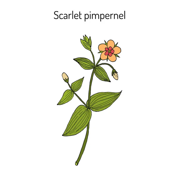 Scarlet pimpernel Anagallis arvensis, nebo červená řasa, chudý barometr, pastýřské hodiny, léčivé rostliny — Stockový vektor