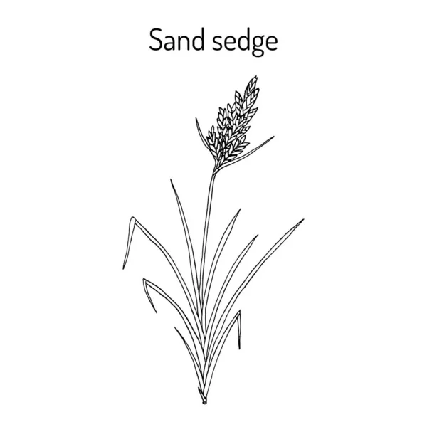 Hiekkasedge Carex arenaria, lääkekasvi — vektorikuva