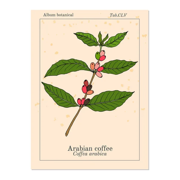 Кавове дерево гілка кавової арабіки — стоковий вектор