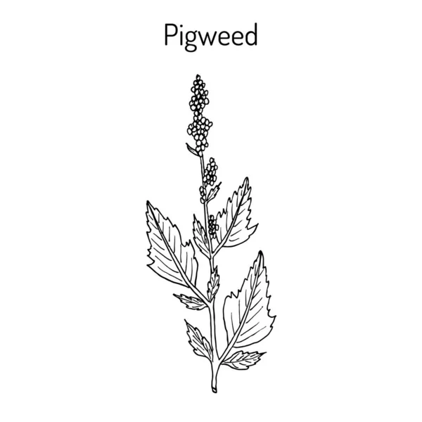 Pigweed chenopodium album, medicinal plant — Vetor de Stock