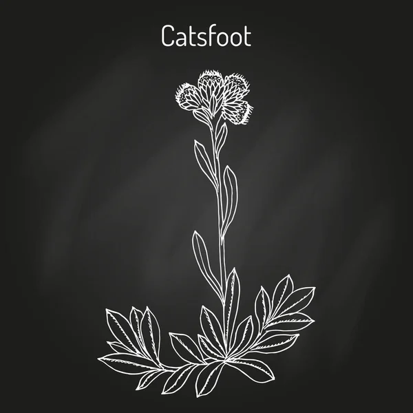 Catsfoot Antennaria dioica, planta medicinal —  Vetores de Stock