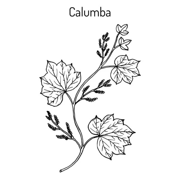 Calumba Jateorhiza palmata , medicinal plant — Stock Vector