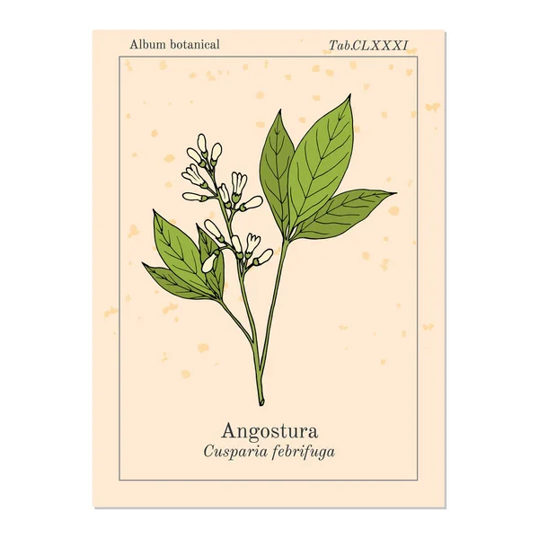 Angostura trifoliata, roślina lecznicza — Wektor stockowy