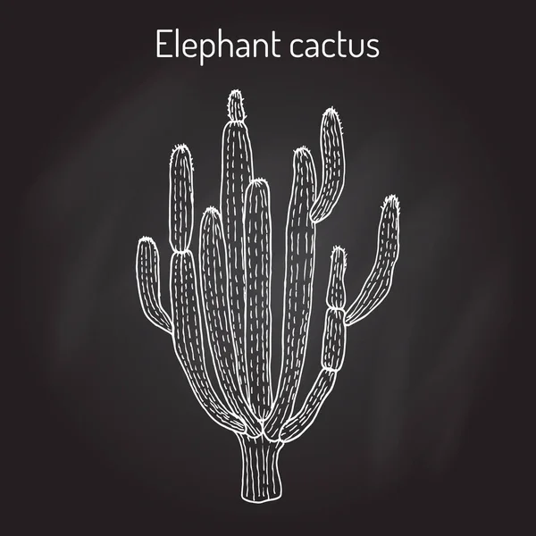 Elefantenkaktus Pachycereus pringlei, Heilpflanze — Stockvektor