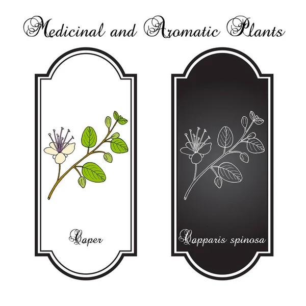 Capparis spinosa, o Flinders rosa, planta comestible — Vector de stock