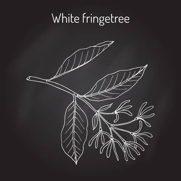 Flecos blancos Chionanthus virginicus, planta medicinal — Vector de stock