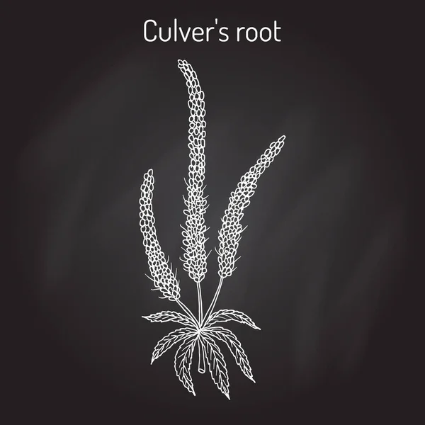 Culvers-root, o Culverphysic, raíz negra Veronicastrum virginicum, planta medicinal — Vector de stock