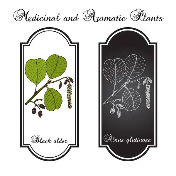 Aliso negro o europeo Alnus glutinosa, planta medicinal — Vector de stock