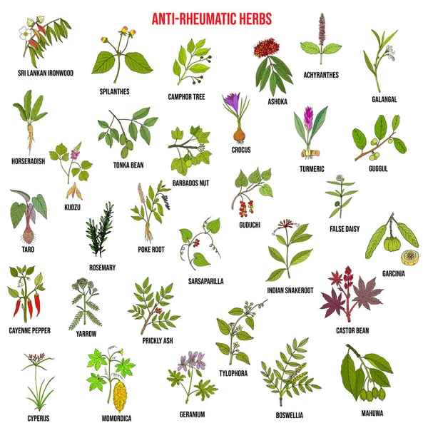 Melhores ervas anti-reumáticas, conjunto botânico natural — Vetor de Stock