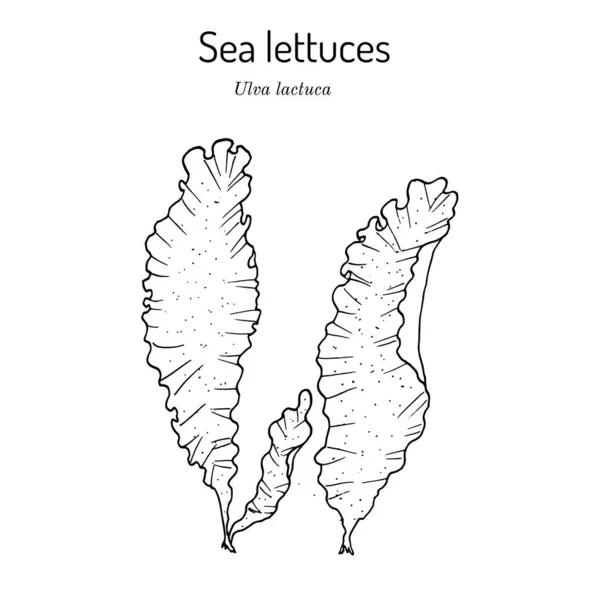 Морський салат ульва лакка, їстівні морські водорості — стоковий вектор