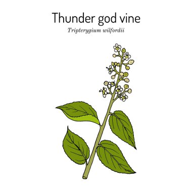 Thunder God sarmaşığı Tripterygium wilfordii, tıbbi bitki