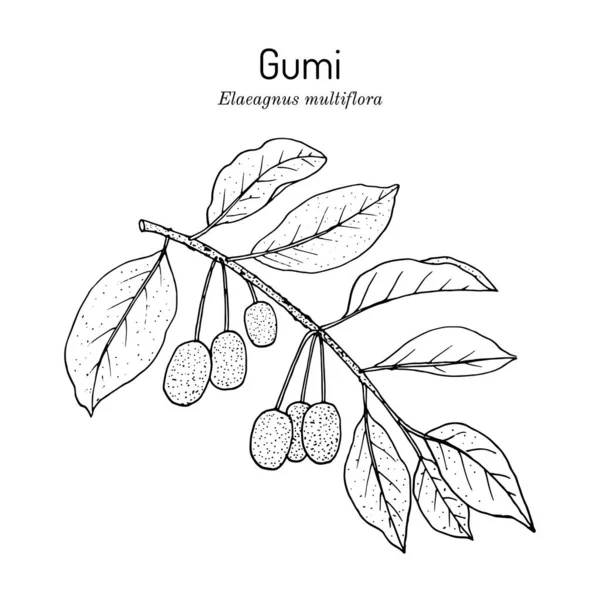 Gumi elaeagnus multiflora , edible and medicinal plant. — Stock Vector