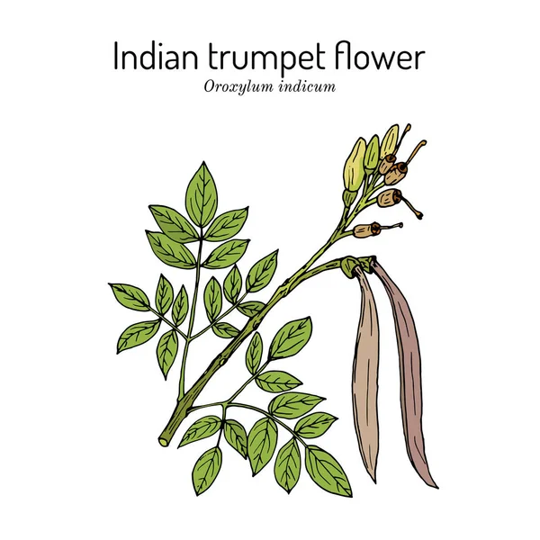 Індійська квітка з трубою Oroxylum indicum, лікарська рослина — стоковий вектор
