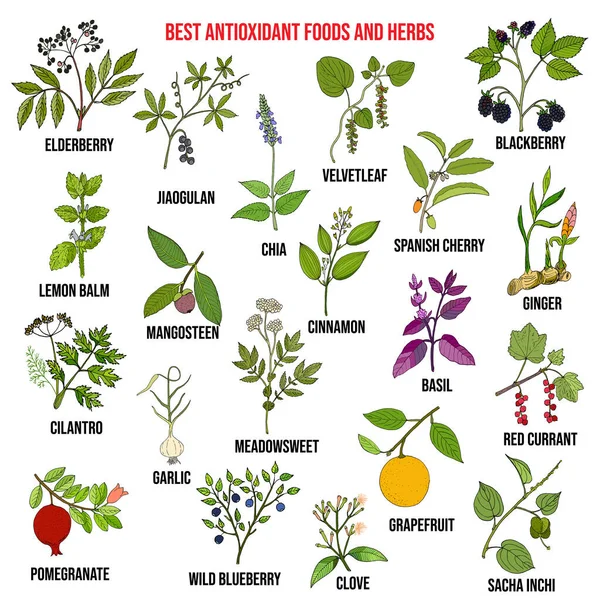 Antioxidáns élelmiszerek és gyógynövények — Stock Vector