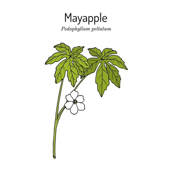 Mayapple Podophyllum peltatum, plante médicinale — Image vectorielle