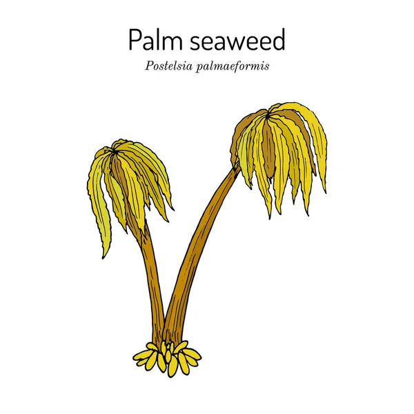 Palmeira-do-mar, ou algas marinhas-da-palmeira postelsia palmaeformis, algas comestíveis — Vetor de Stock