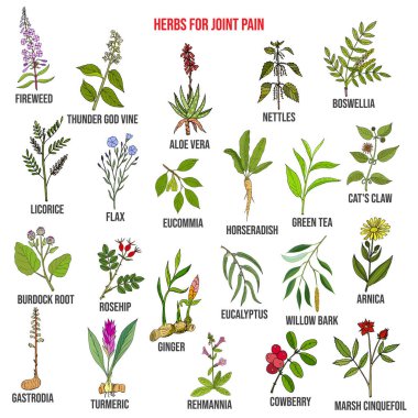 Best herbs for joint pain, natural botanical set clipart