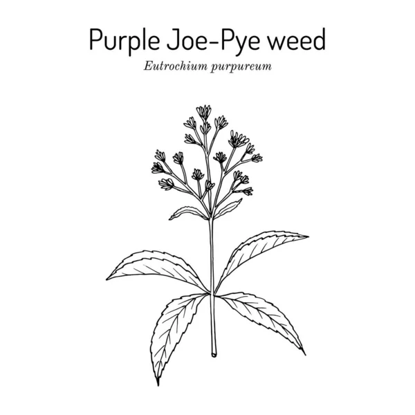 Purple Joe-Pye weed Eutrochium purpureum, plante médicinale — Image vectorielle