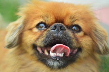 Mutlu bir köpek nefis görünüyor