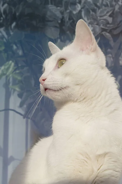 Beyaz Kedi Yakın Çekim Portre — Stok fotoğraf