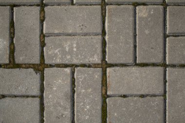 Kaldırım döşeme gri doku. Moss dikişleri