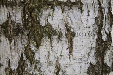 Huş kabuğu dokusuna yakın çekim