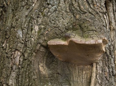 Kabuk dokusu yakın çekim