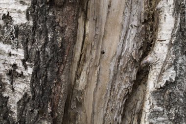 Ağaç kabuğu yakın plan.