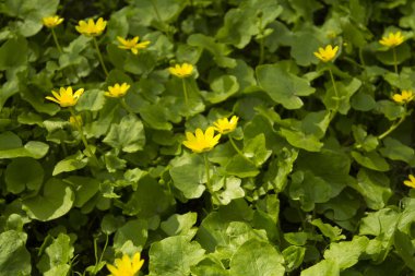 Yeşil arka planda sarı çiçekler