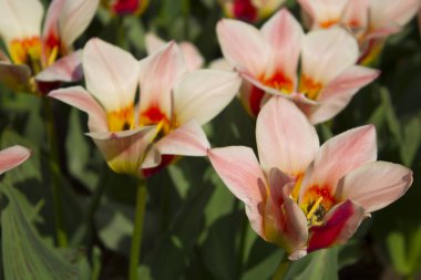 Pembe laleler yakın plan.