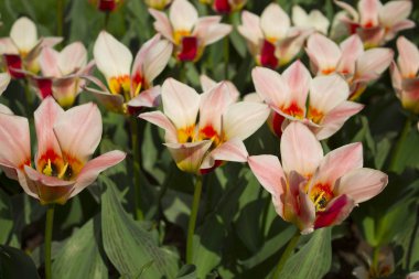 Pembe laleler yakın plan.