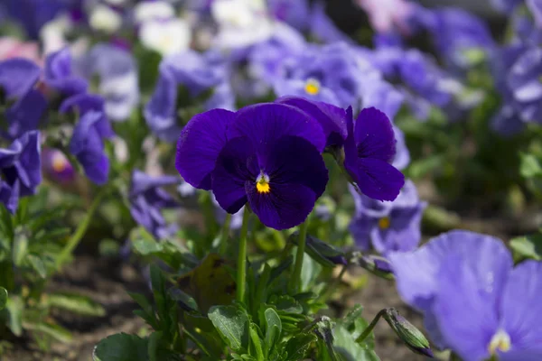The flower of Viola. Flower of a pansy close-up